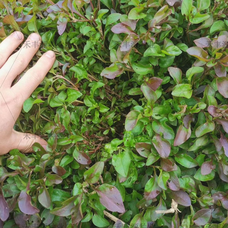 台湾枸杞叶苗盆栽可食用凉拌炒菜生吃新鲜家庭园艺种子