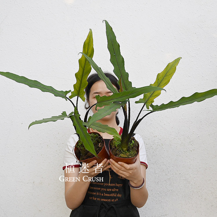 箭叶海芋紫背剑叶ins北欧欧风绿植植观净化空气泰国绿植
