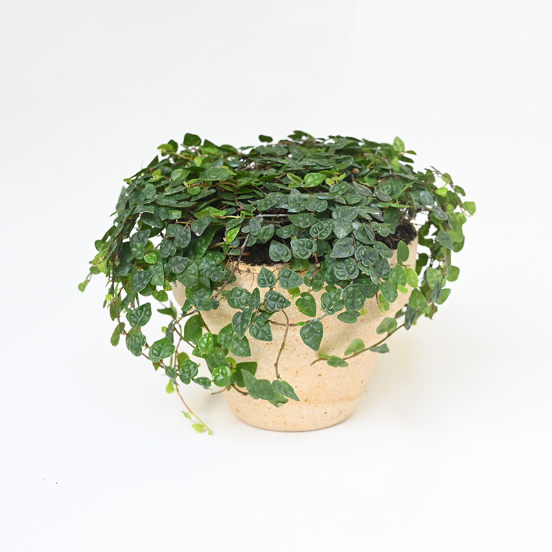 植迷迷你小叶观叶薜荔盆栽庭院墙面垂吊花园攀爬绿植