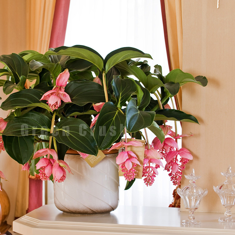 进口宝莲灯花盆盆栽老桩带苞美丁室内观赏网红时令草本花卉