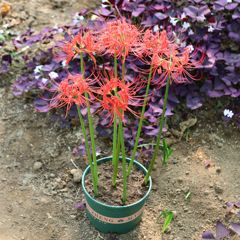 耐寒10颗彼岸彼岸花花种曼珠沙华石蒜忽地花卉盆栽种球
