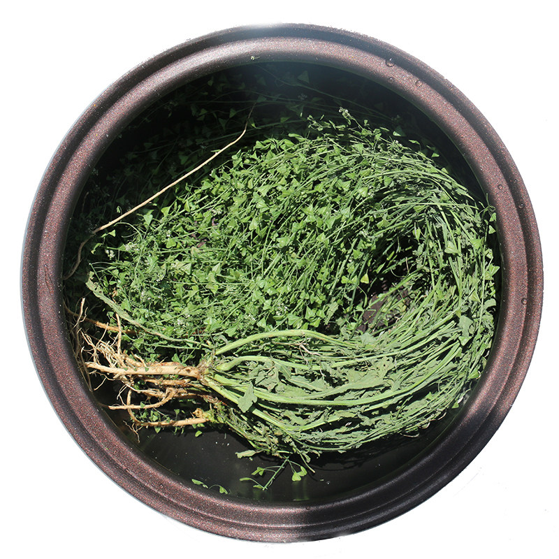 紫草500g包邮 紫草根软紫草中药材硬紫草香料调料熬红油 紫草大红