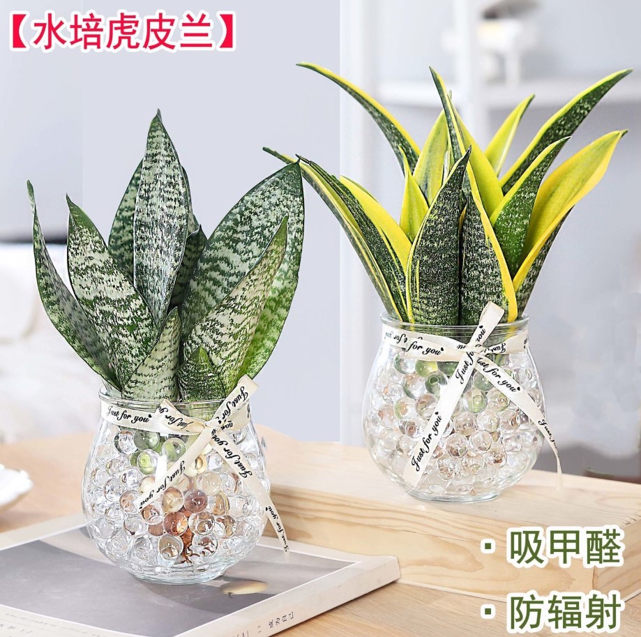 【黄金兰】水培植物盆栽室内绿植花卉水养好养虎皮兰植物多肉植物