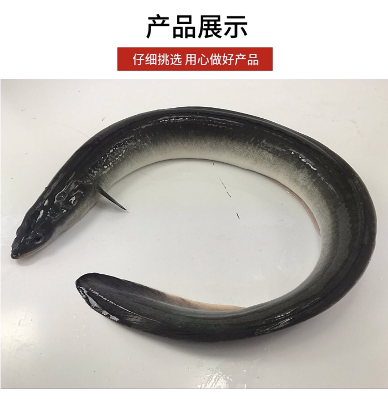 鳗鱼鲜活河新鲜淡水饭蒲烧白鲜活乌耳烤鳗2斤鳗鱼