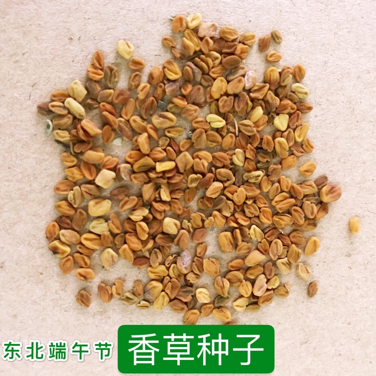 香草种子东北端午节香草种子香草籽香囊草种子东北端午节荷包种子