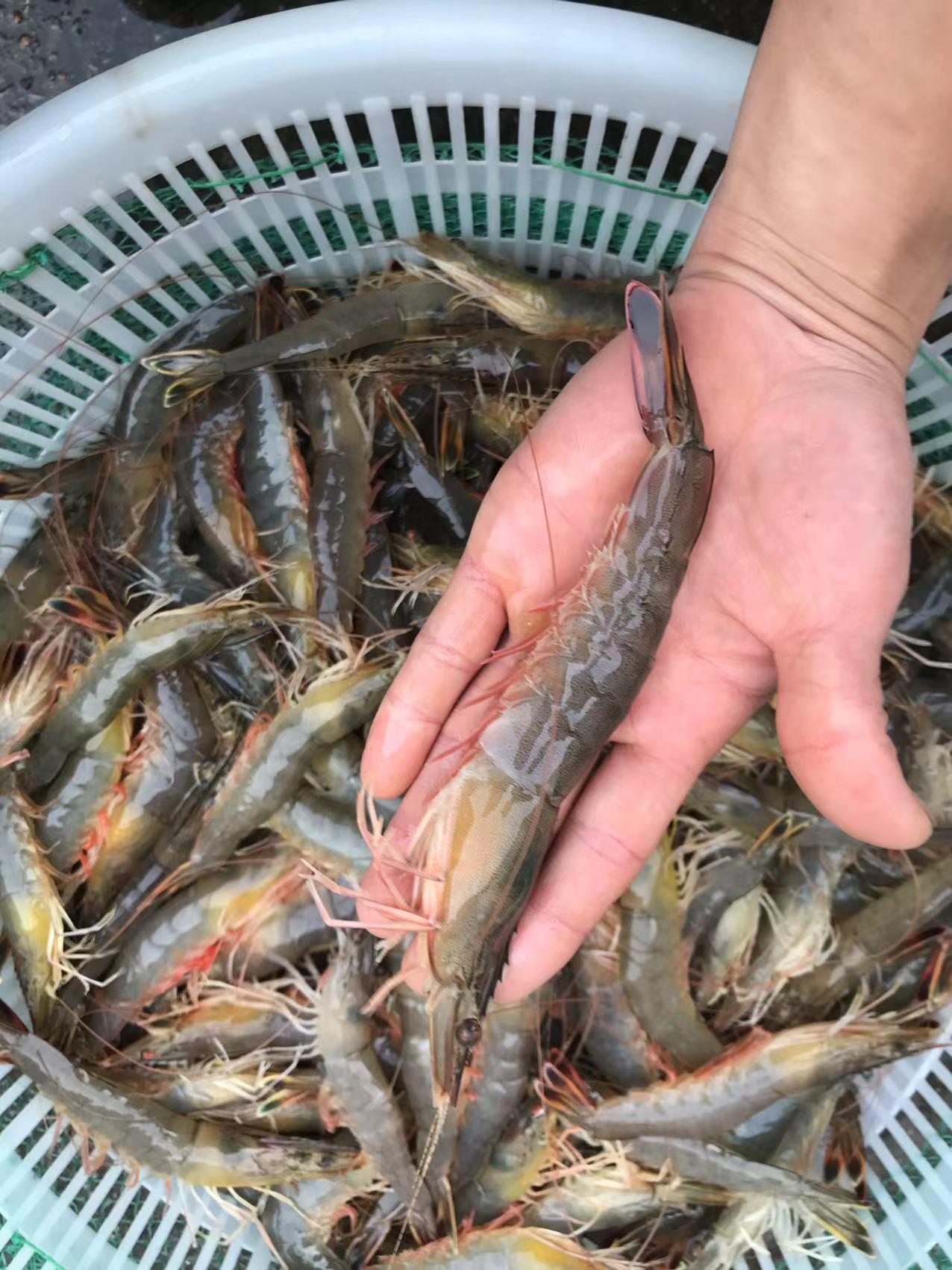 对虾连云港特产海水东方活虾新活新鲜海虾基围青虾冻虾