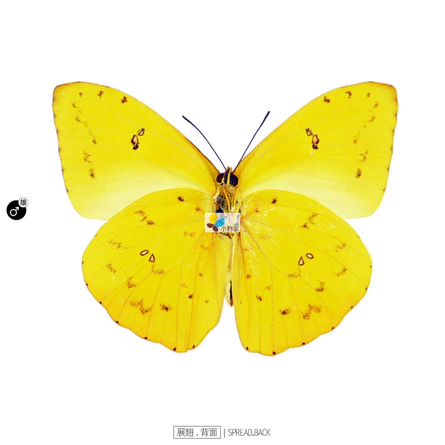 mf黄纹菲粉蝶phoebisphilea6080mm哥伦比亚标本类装饰画