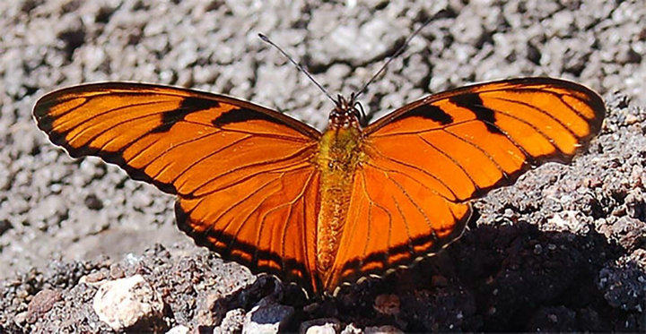 天后银纹袖蝶dionejuno小野小野家家的其他工艺饰品