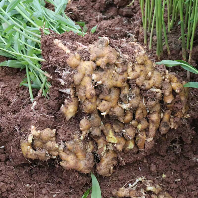 种子小黄黄姜生姜带芽云南种苗新鲜土姜种苗种生姜