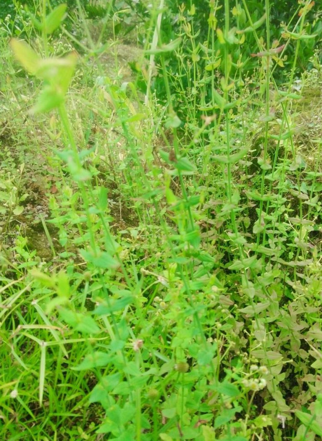 野生中药材田基黄地耳黄花草花草雀舌500克干品整株其他药食同源食品