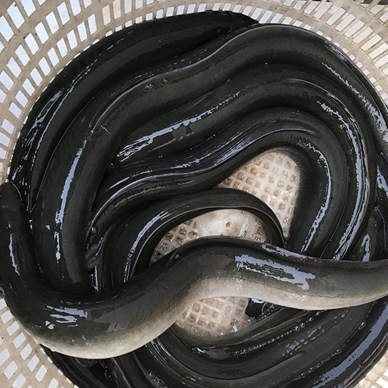 鳗鱼鲜活整条深海野生海鳗鱼新鲜鲜活海鲜水产河鳗白鳝白鳗鳗鱼