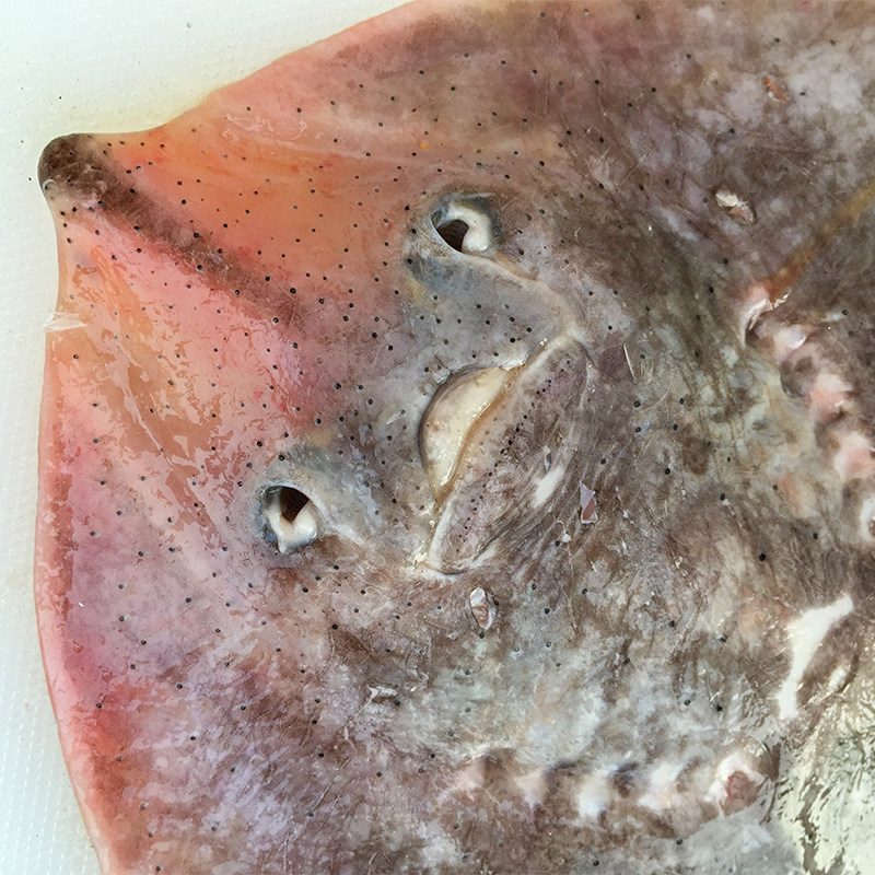 鲜鱼老板偏口捕海鱼海老头鱼鳐鱼蝶平鱼新鲜鲽鱼