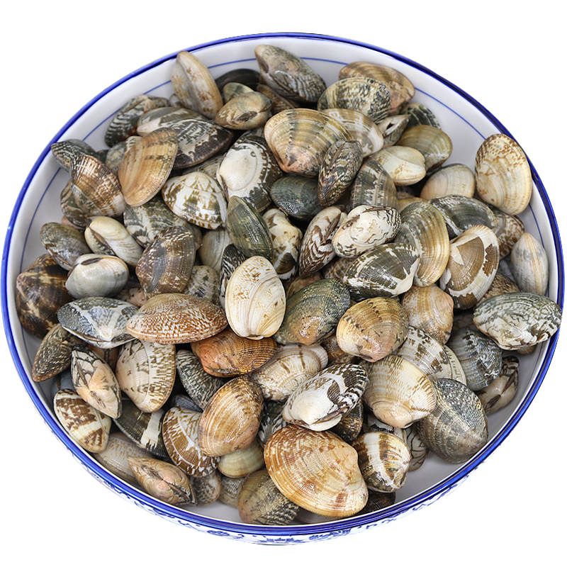 鲜活蛤蜊新鲜青岛花蛤蜊海鲜红花甲贝壳海鲜其它
