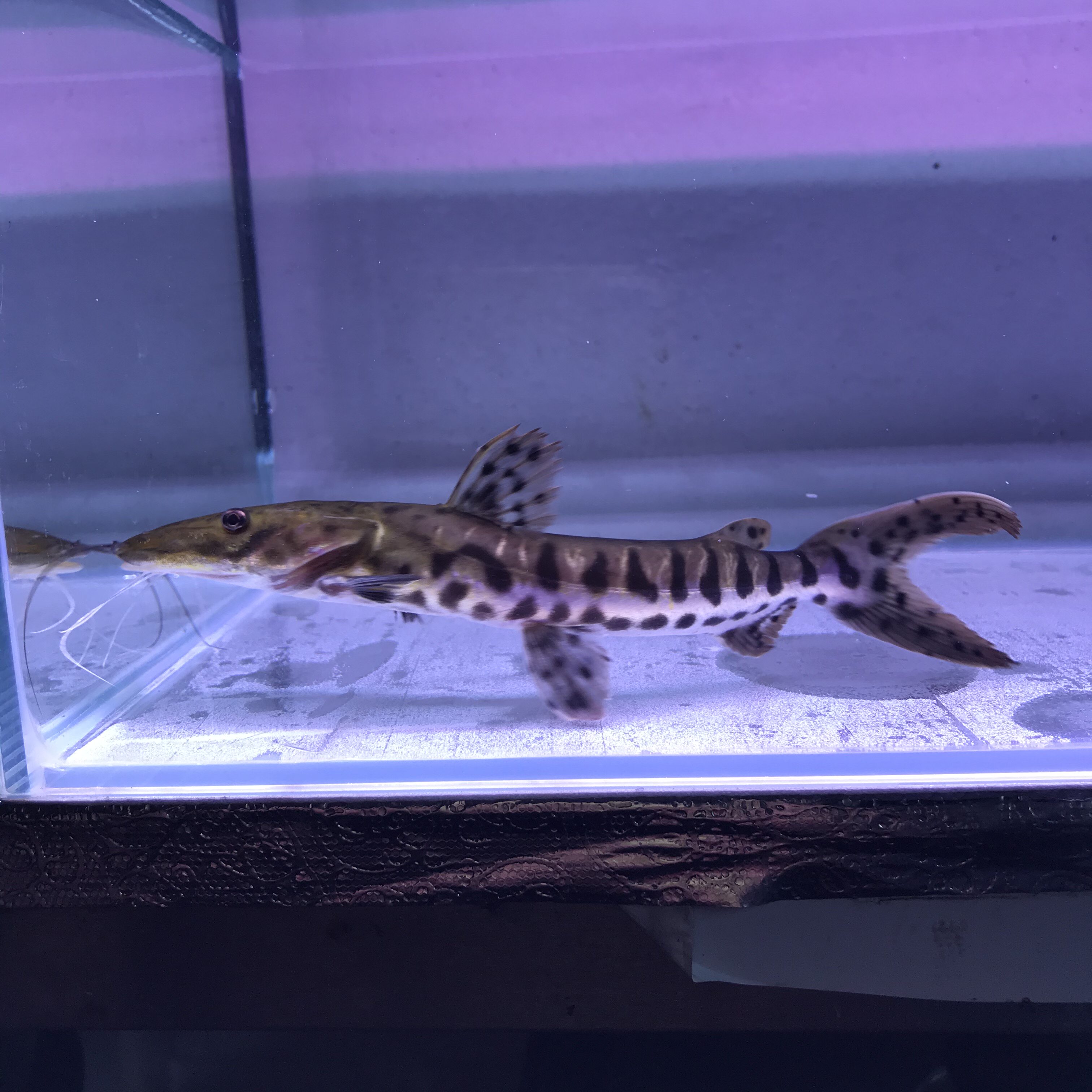 鸭嘴鱼虎斑鸭嘴斑马活体虎纹淡水淡水鲨鲨鱼大型鱼