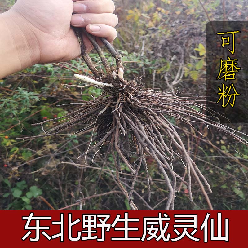 东北野生威灵仙500g野生中药材威灵仙粉老虎须中草药泡脚新货正品