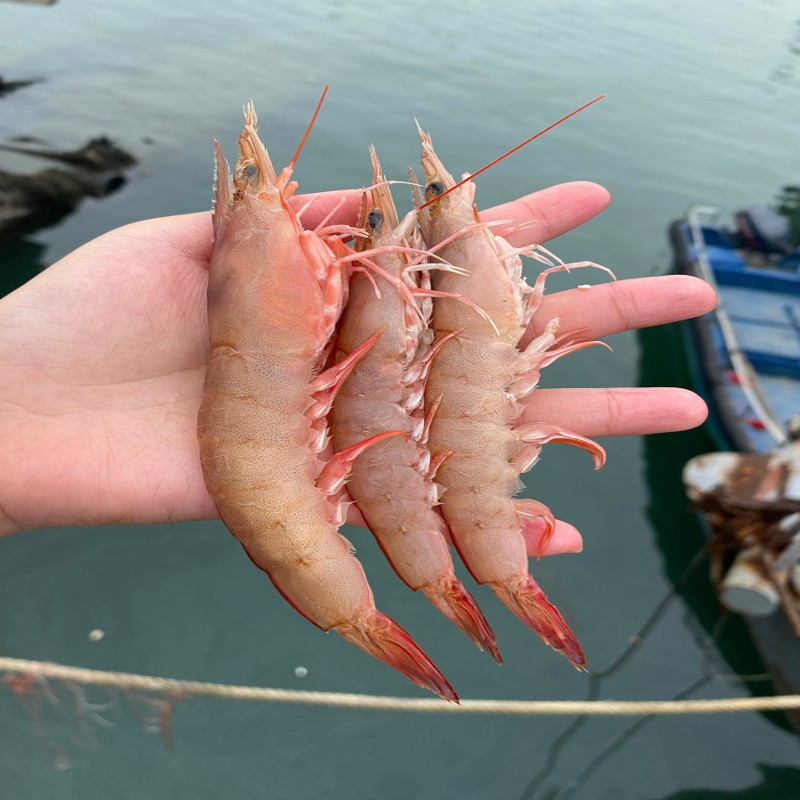 海虾鲜活麻虾新鲜滑皮野生剑虾速冻北海海鲜冻虾