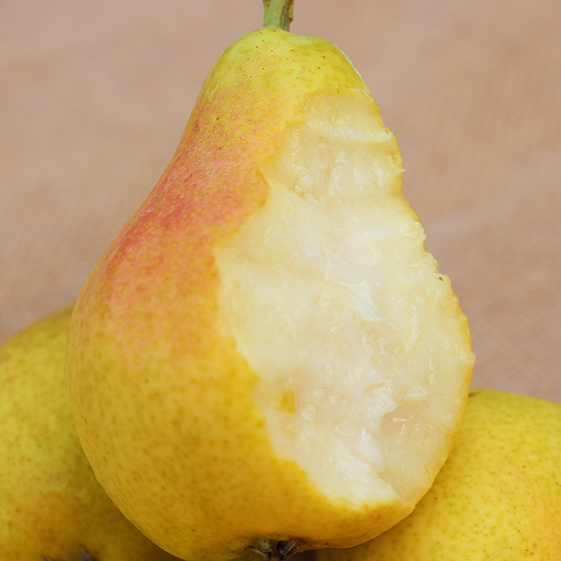 烟台太婆山东大头梨子葫芦当季水果软梨5斤梨