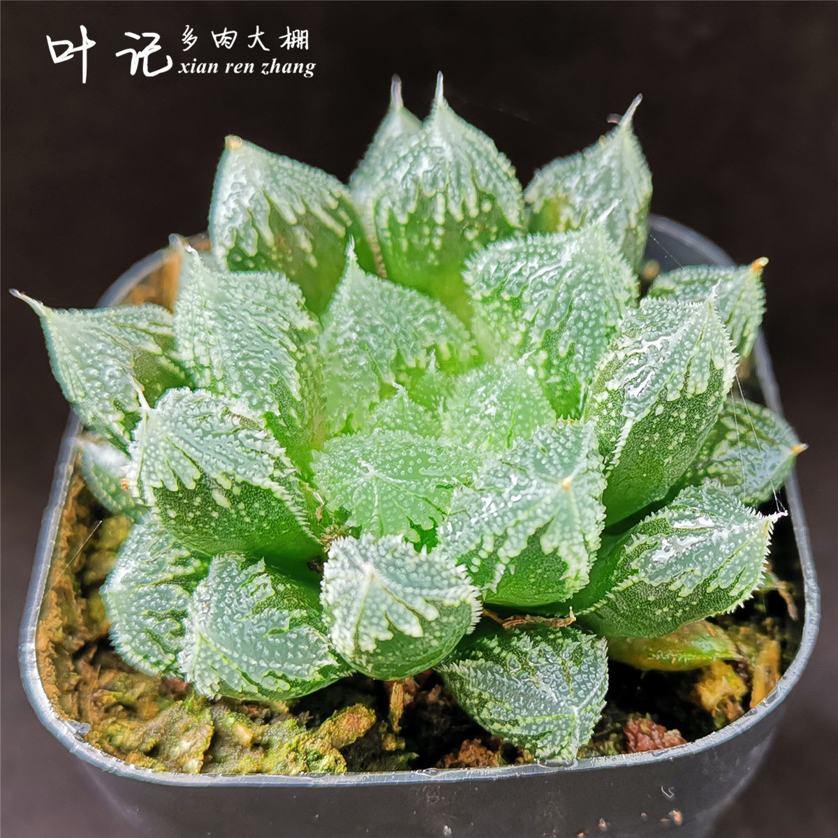 白帝城玉露5-6cm多肉植物十二一年年半多肉植物