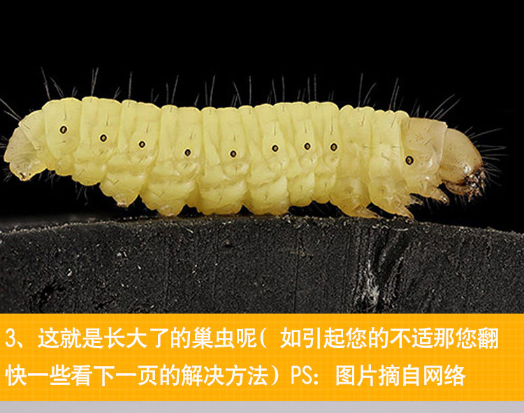 还提供了蜂药康宽巢虫净蜜蜂巢虫药美国杜邦中蜂巢虫清棉虫药巢虫克星