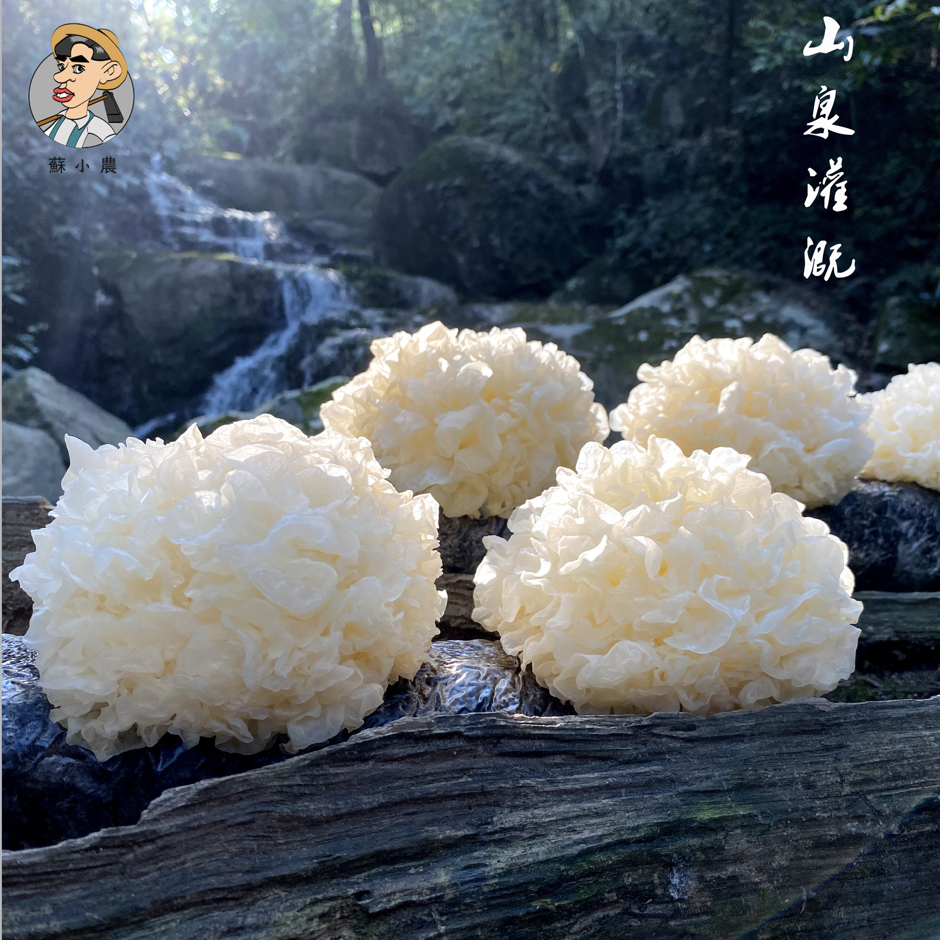 古田顺丰材料莲子木耳白木耳新鲜干货耳非装活新鲜松茸