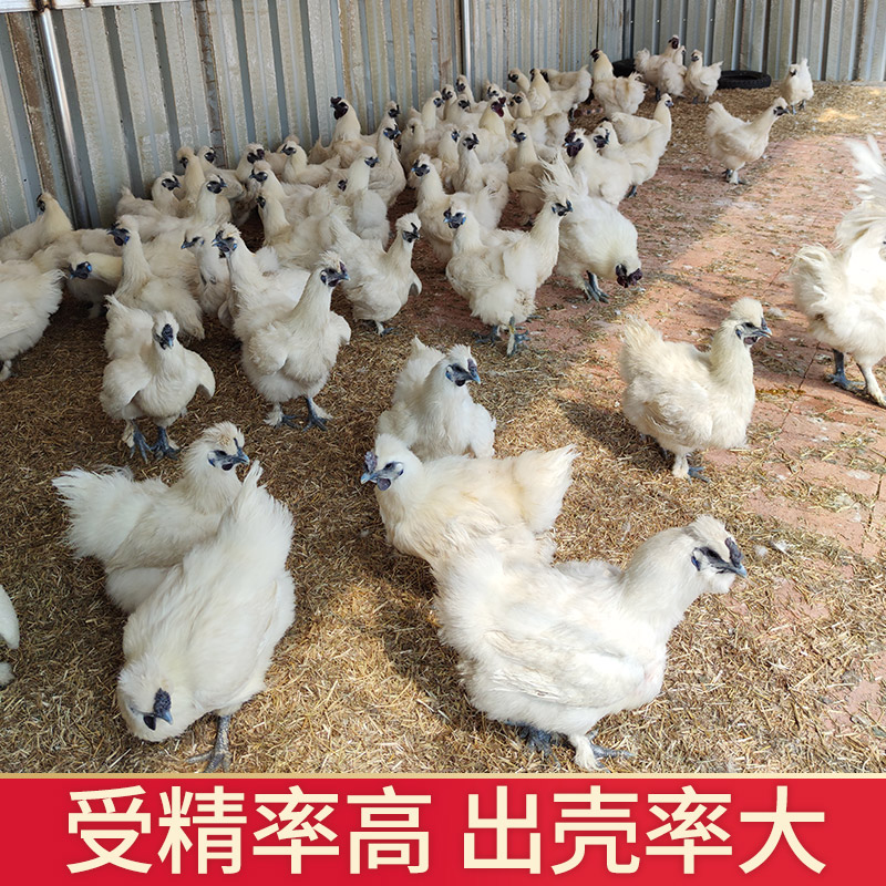 泰和乌鸡种蛋受精蛋可孵化小鸡农村散养鸡蛋20枚包邮现捡白乌骨鸡