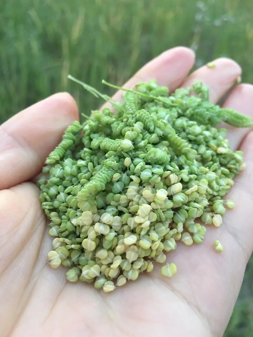 种子菵草耐寒水草冬季水稗草菵米优良饲料食用家庭园艺种子