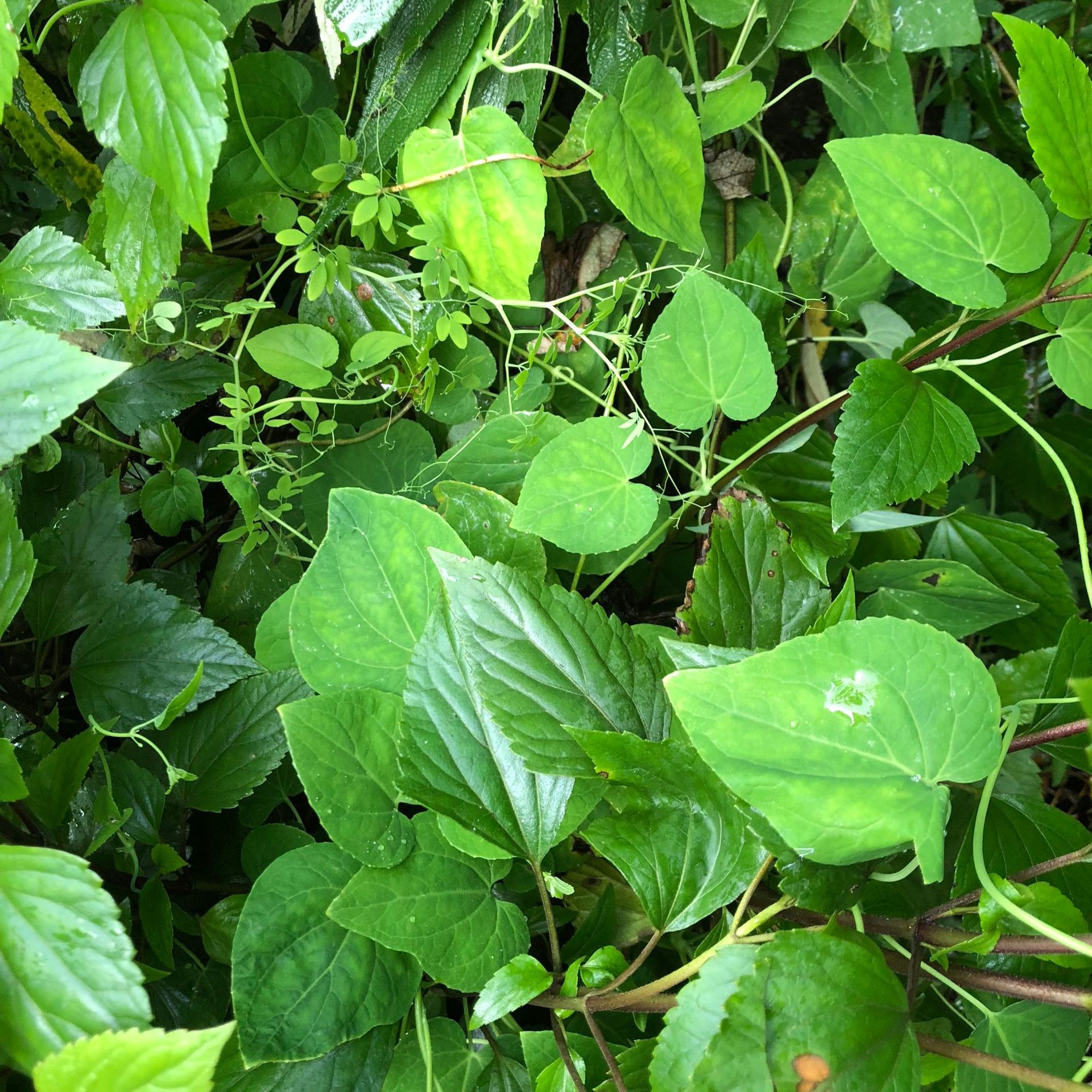 党参种子狮头参川党增强免疫力甘肃白条党潞党文党家庭园艺种子