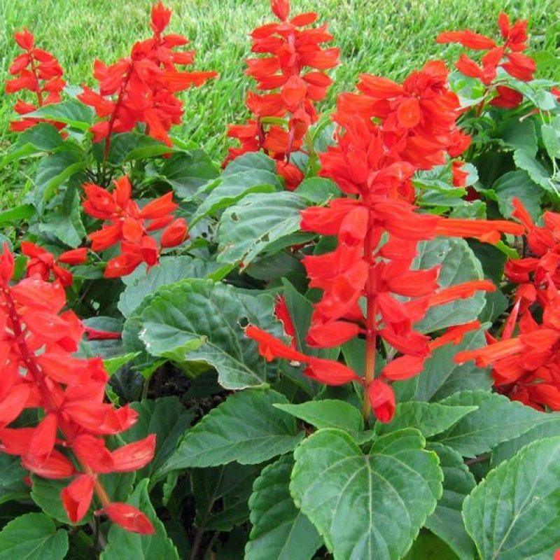 四季一串红种种子播种种的庭院易活花子串串家庭园艺种子