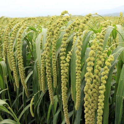 散装小米种子黄谷子稷黍子 五谷杂粮绿宝千金谷谷米小谷子种子售价