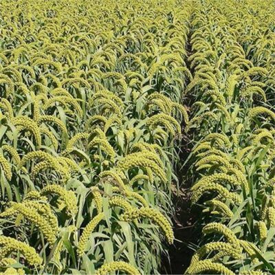 散装小米种子黄谷子稷黍子 五谷杂粮绿宝千金谷谷米小谷子种子售价