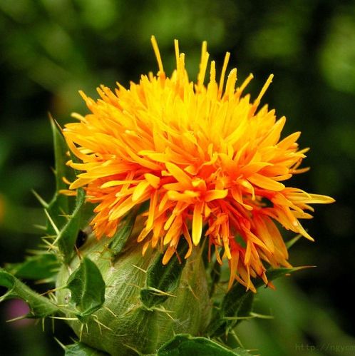 红花特价药材种子红蓝花刺新疆草红花白可搭家庭园艺种子