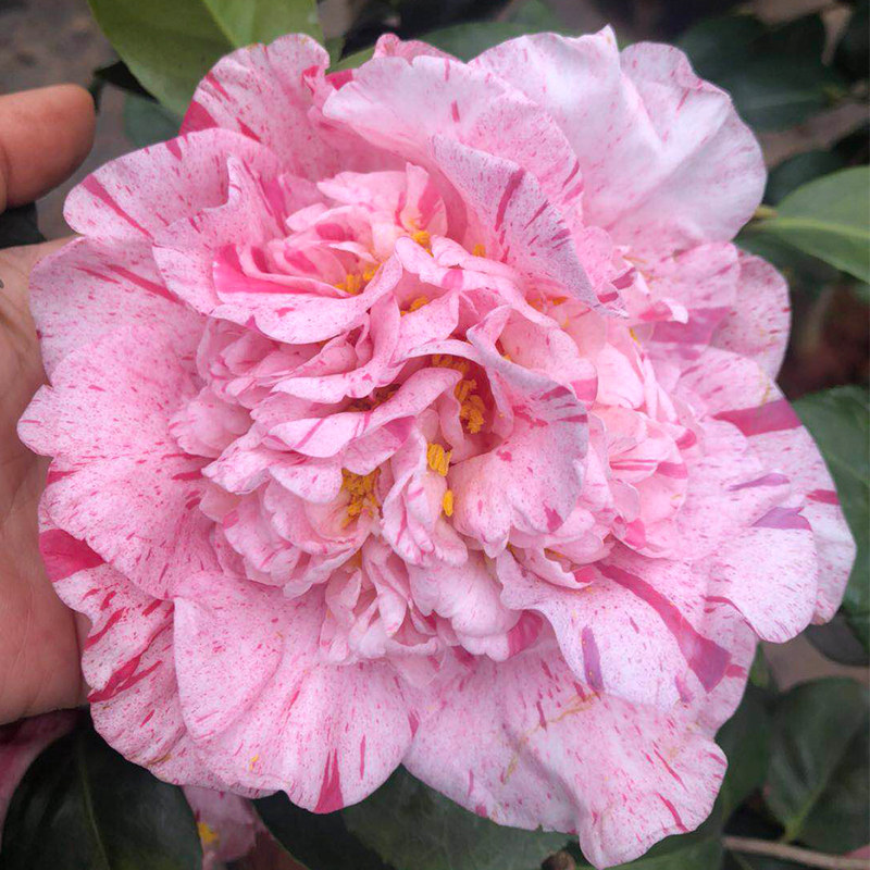 布尔山茶花树苗盆栽花苞彩叶复色系列茶花花苗时令草本花卉