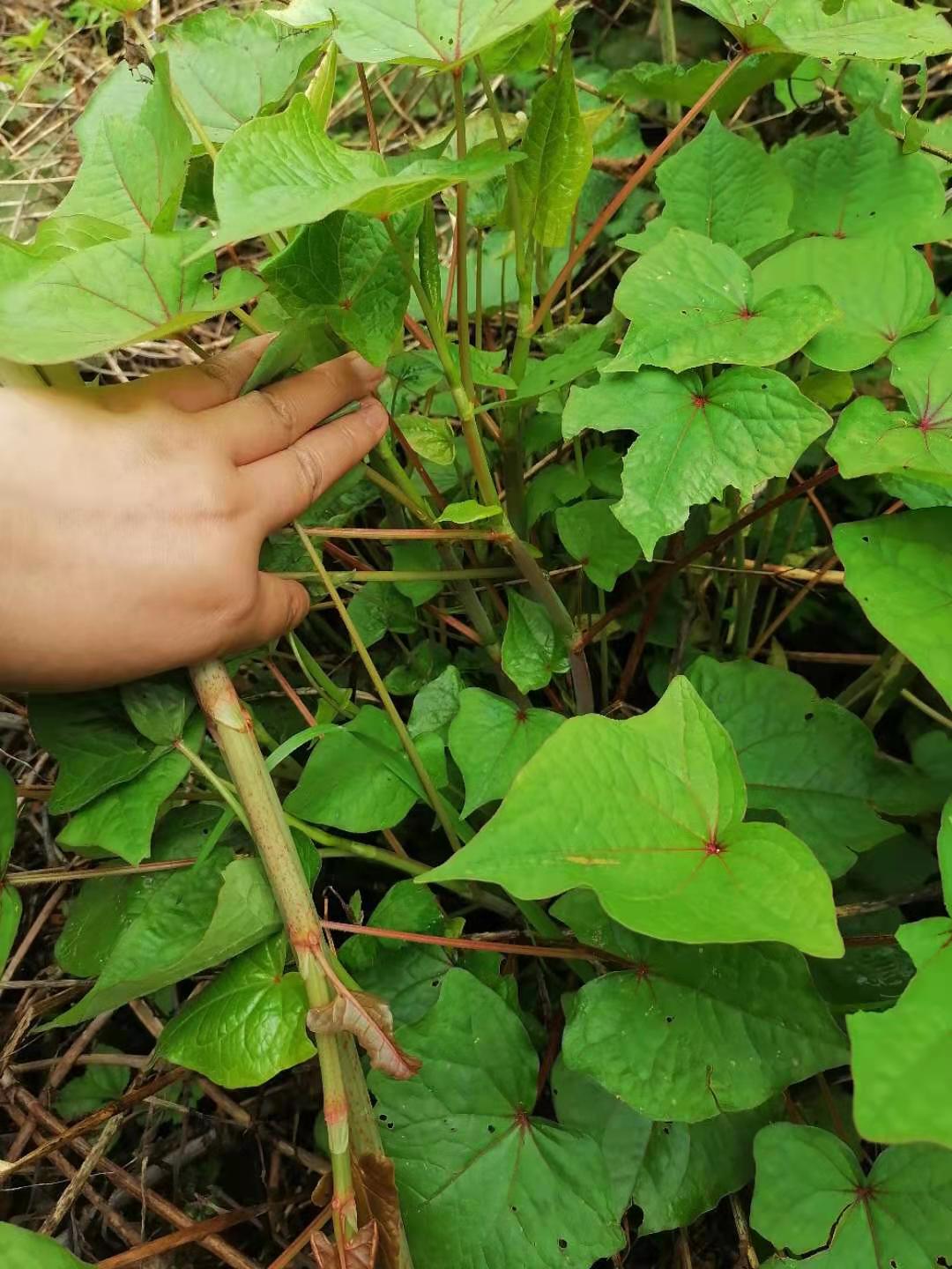 野荞子药用价值图片