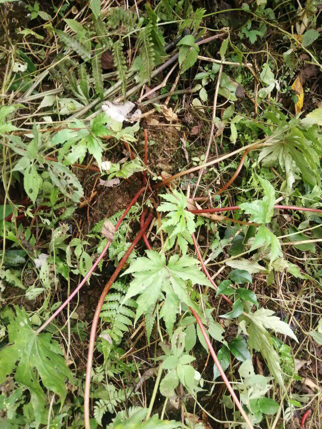 秋海棠裂叶深山掌裂叶红掌新鲜绿植