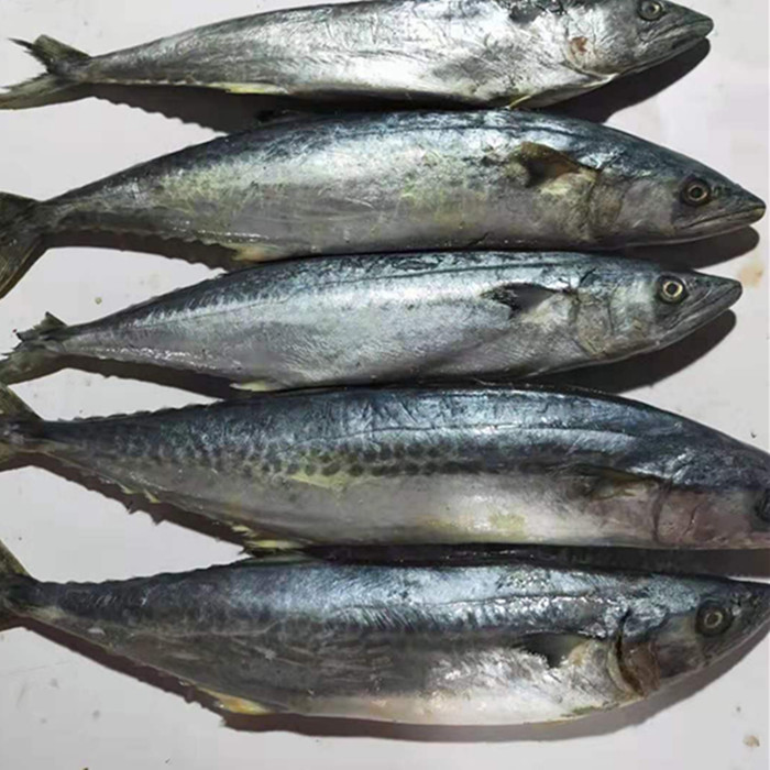 新鲜包邮辽宁鱼大鲅鱼速冻海鲜马鲛鱼一份5斤马鲛鱼