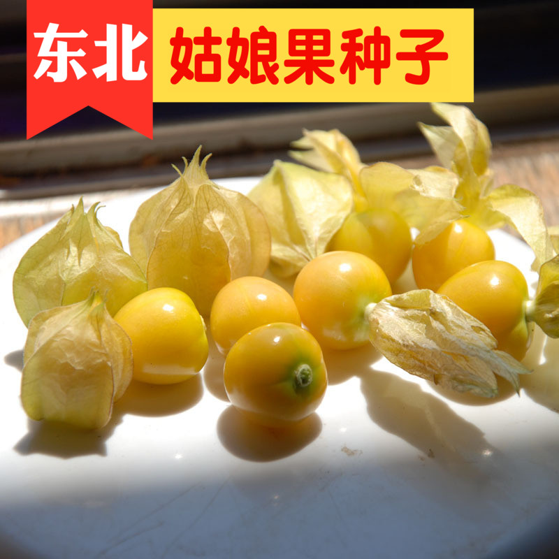 姑娘黄姑娘东北阳台洋菇灯笼果水果四季种子果籽家庭