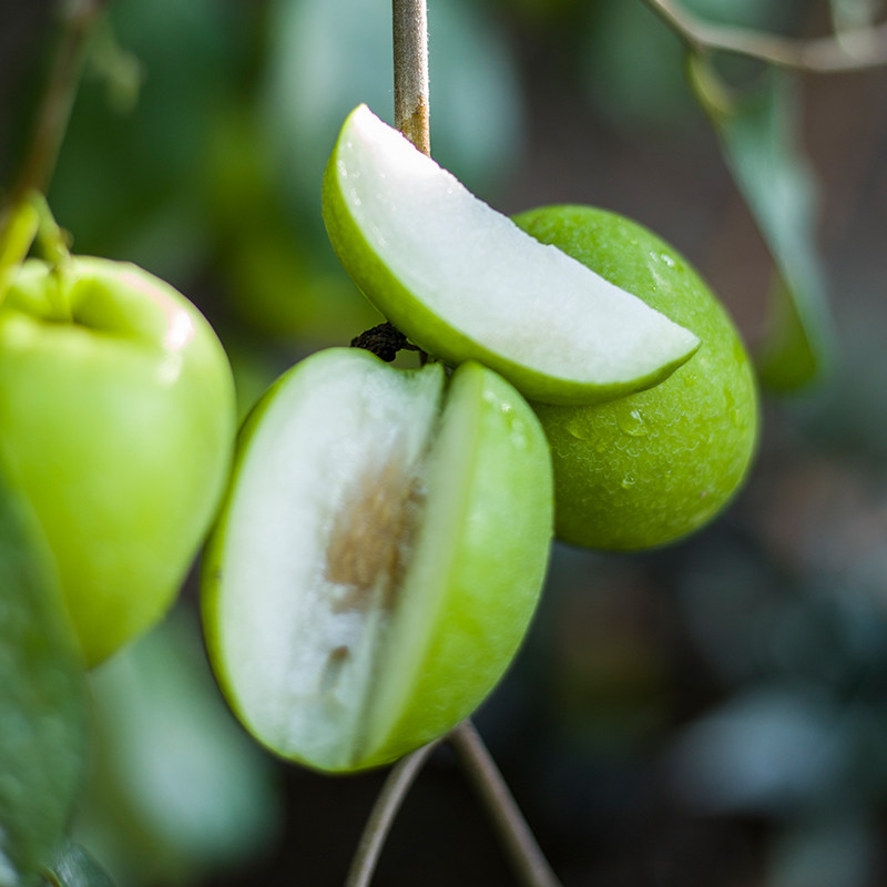 云南牛奶大青新鲜蜜枣当季枣子水果甜脆5斤枣