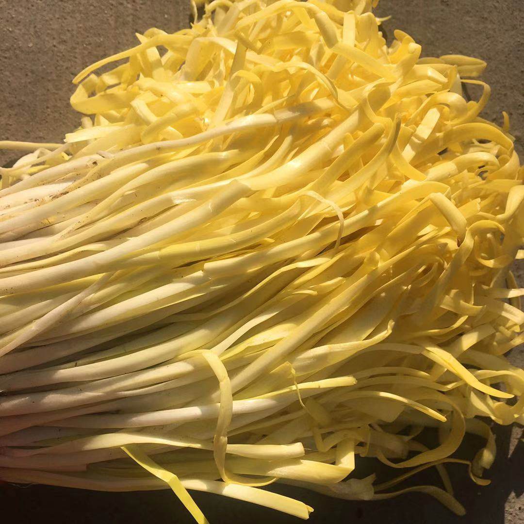 蔬菜甘肃兰州韭黄正宗韭菜优质非捂黄非蒜黄其它