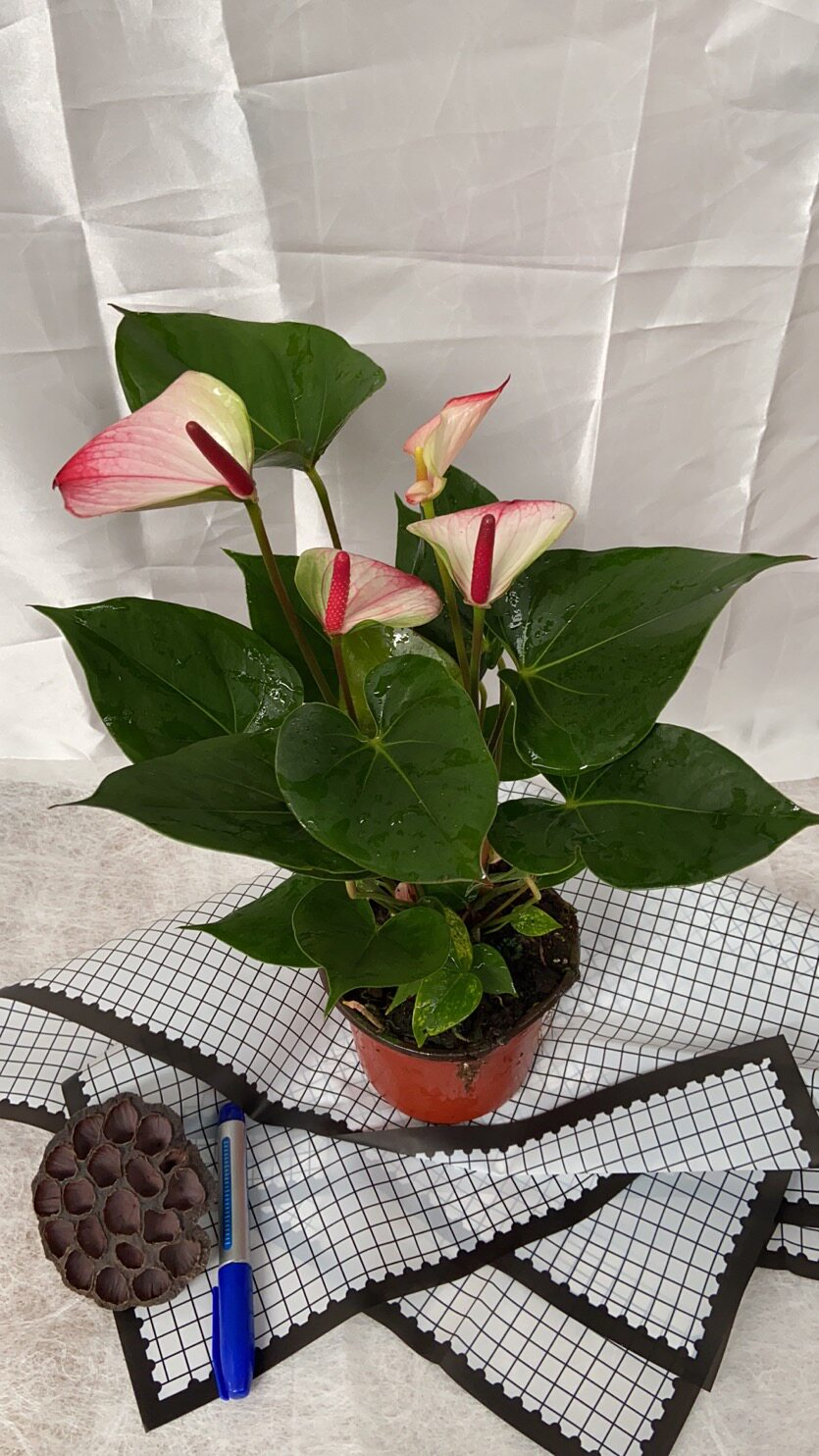 红掌红唇水蜜桃室内盆栽花卉客厅培土绿植小清新绿植