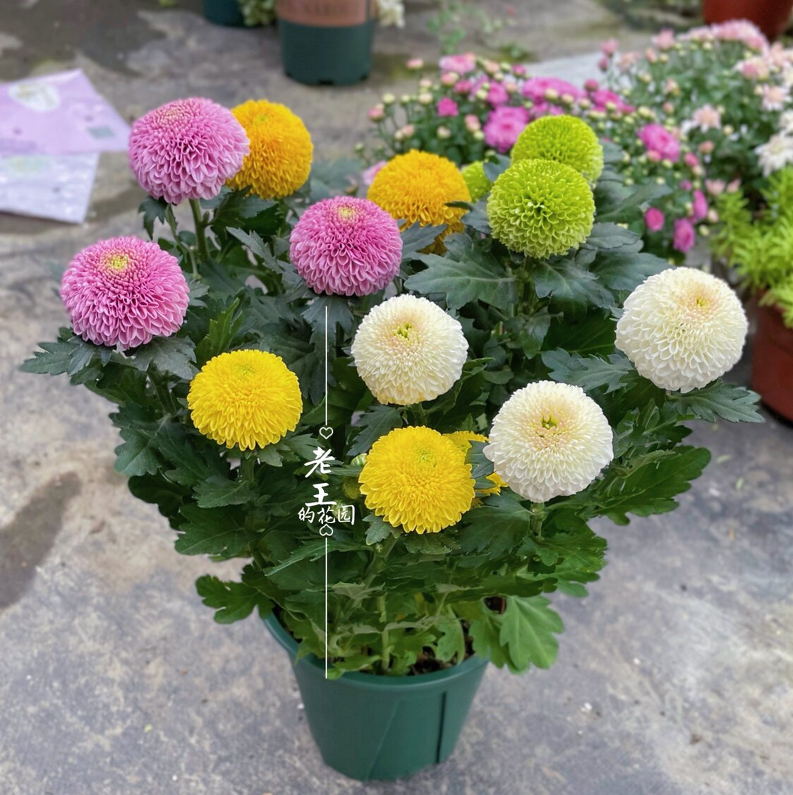 四季耐热喜阳发货花带久好开花花期盆栽乒乓花卉