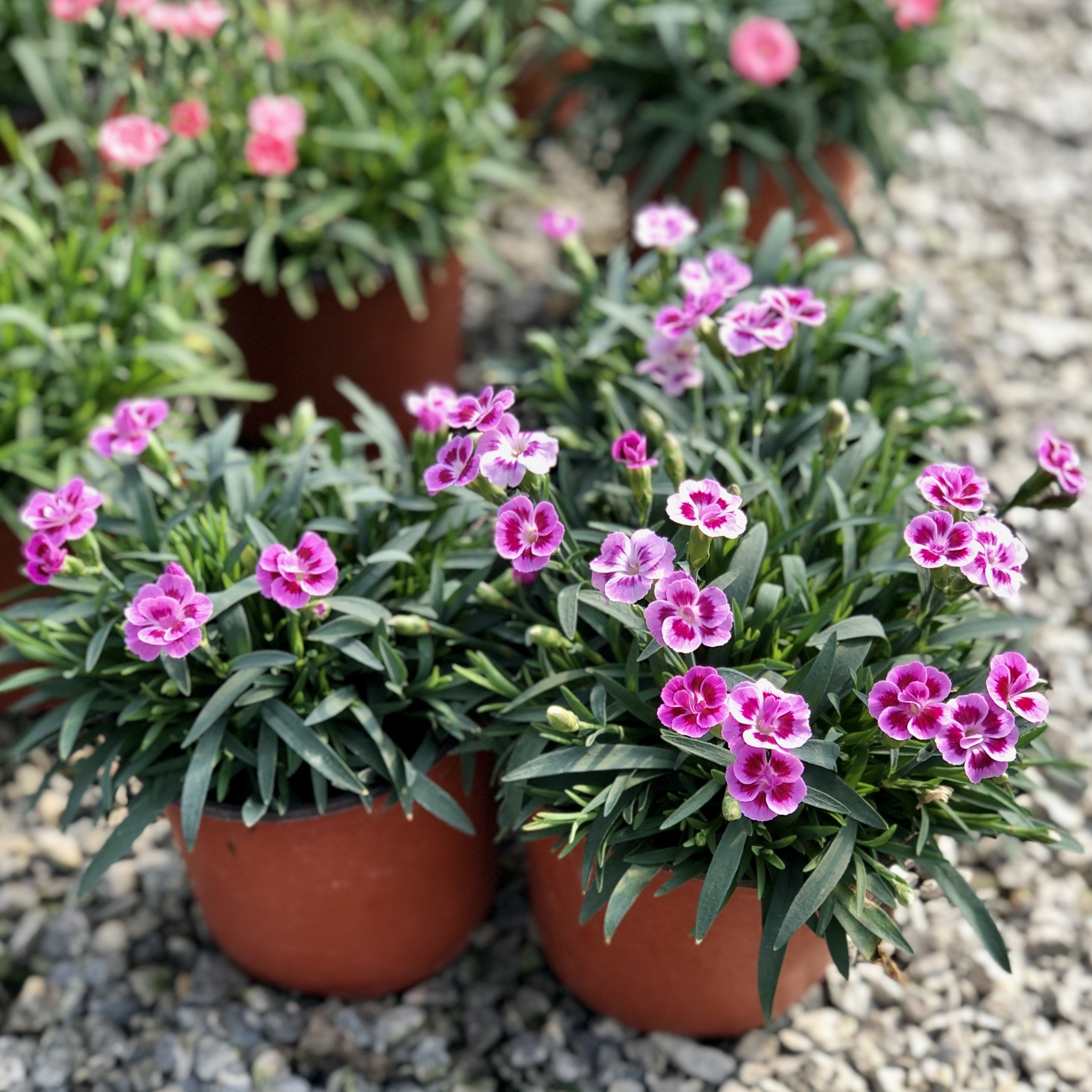 冬天耐寒植物初吻石竹盆栽单瓣康乃馨带花阳台花园四季开花花卉