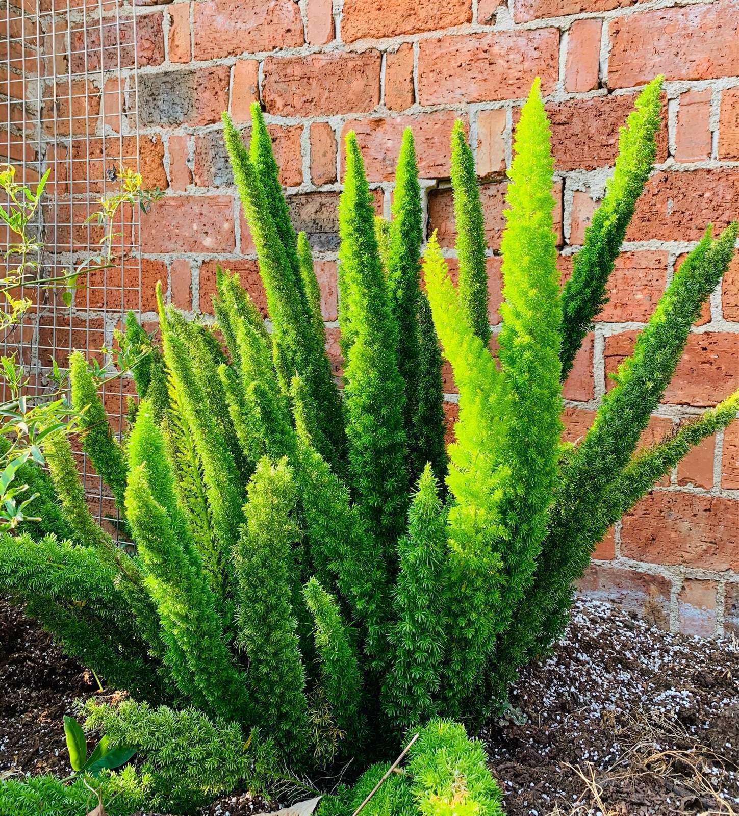 狐尾天门盆栽室外花园四季常绿好养地被植物绿植