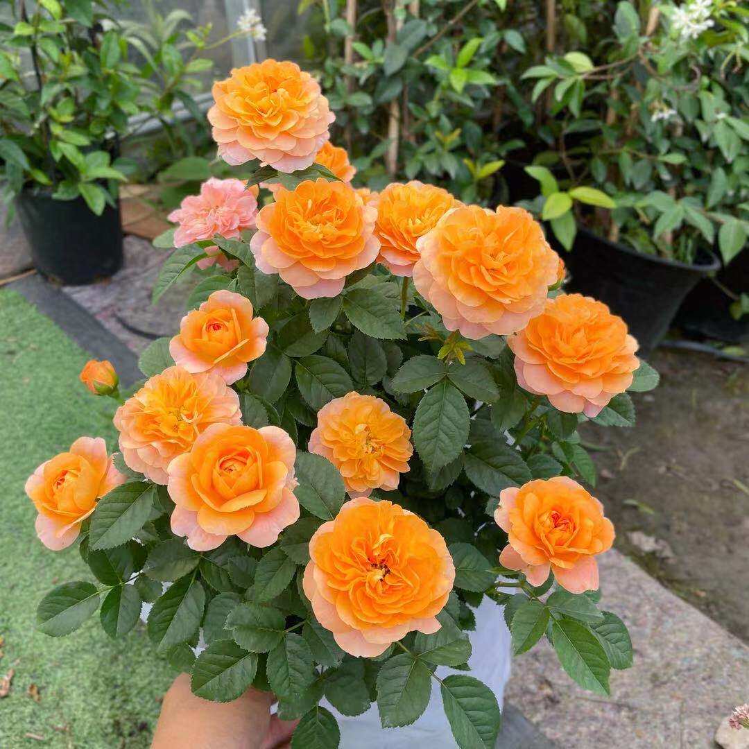 月季果汁阳台微型盆栽欧月带花发货四季开花时令草本花卉