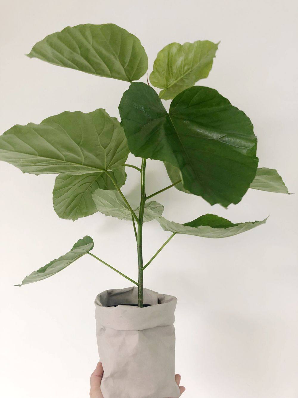 盆栽网红伞榕爱心ins日本一物一拍室内绿植绿植