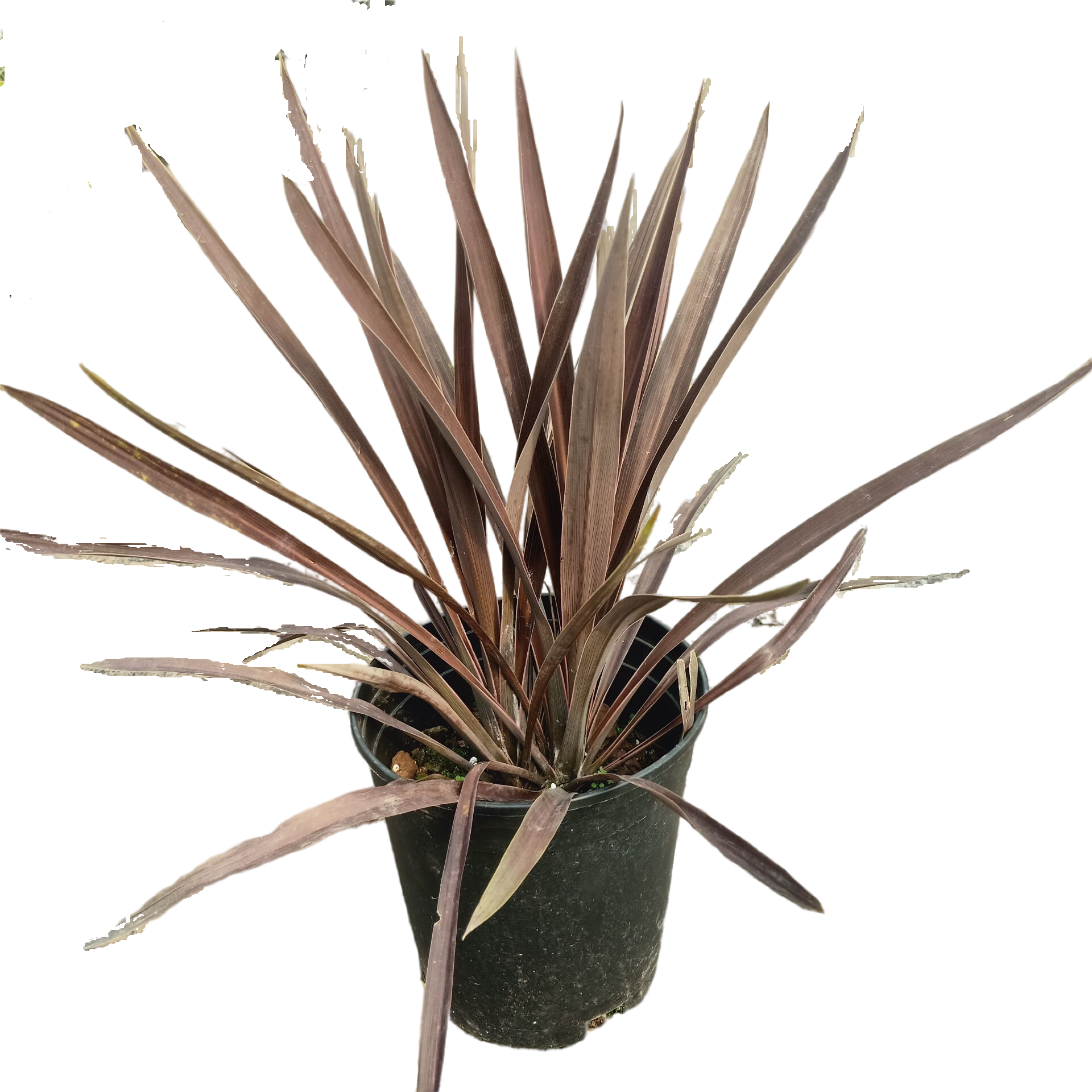 新西兰耐热绿植花镜花园庭院盆栽亚麻叶盆栽朱蕉观绿植