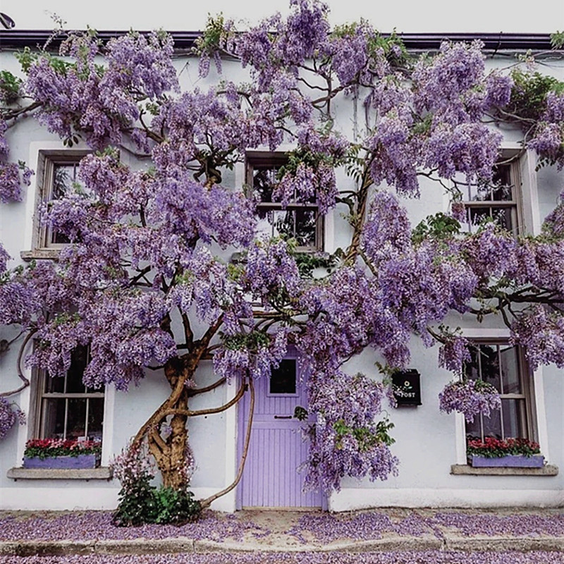 花卉紫藤花爬藤盆栽地栽多年生耐热耐寒庭院拱门时令草本花卉