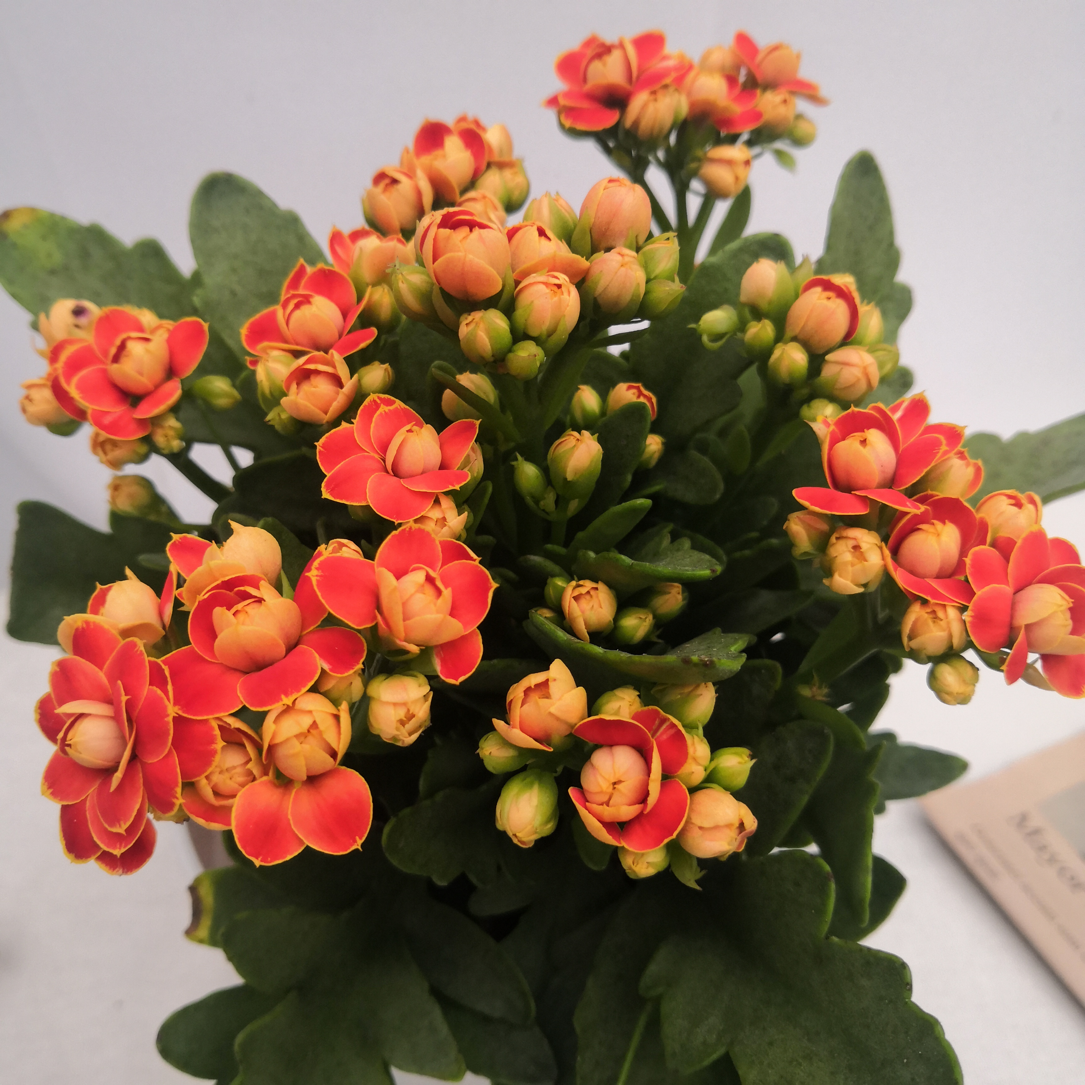 巴黎长寿花花盆栽重瓣花卉多肉四季发货花大时令草本花卉