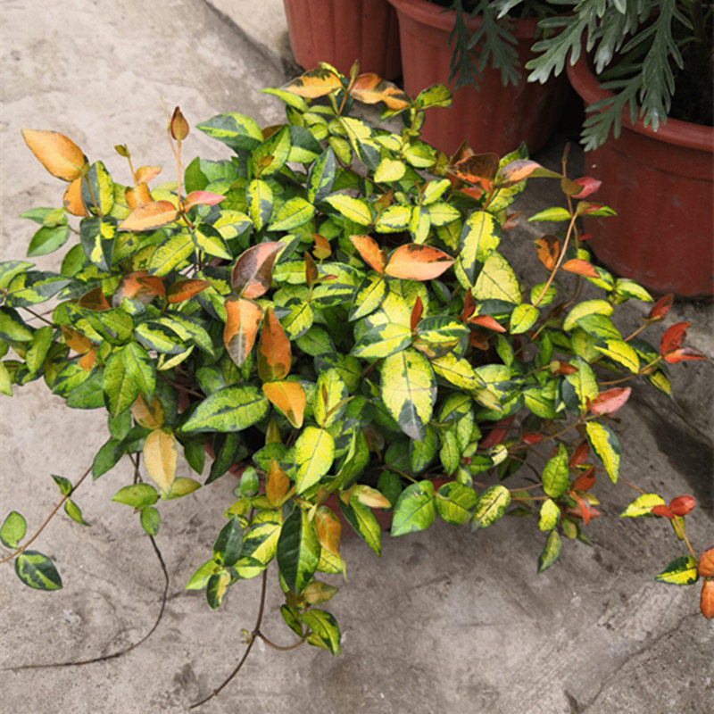 植物黄金花叶络石藤锦吊兰大盆室内垂吊室外黄金绿植