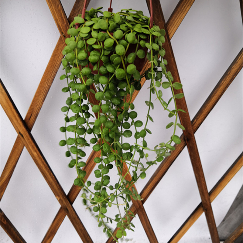 盆栽泰国佛珠垂吊植物绿植小盆多肉组合室内多肉植物
