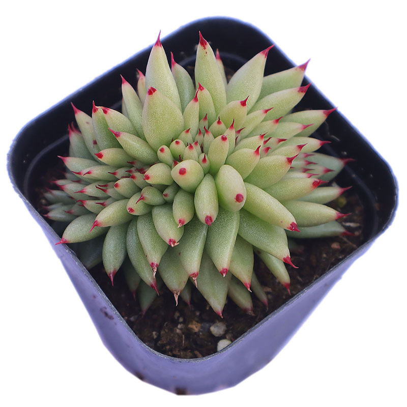 虎鲸缀化多肉植物盆栽老桩含盆带土室内窗台多肉植物